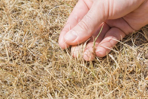 Dead Grass