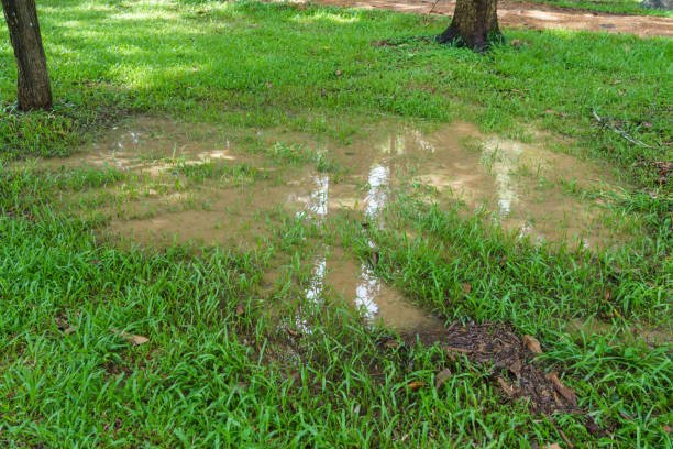 Flooded Yard